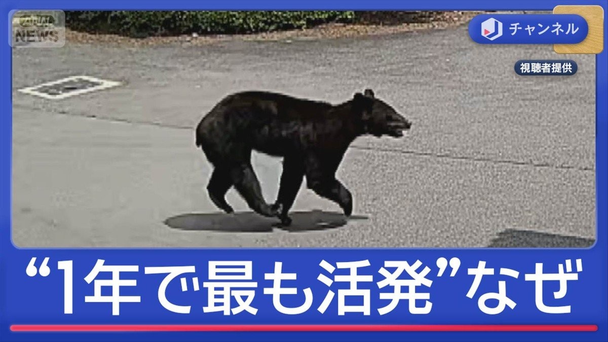 1年で最も活発」クマ人身被害なぜ相次ぐ？ 東京・岩手で遺体発見“クマ