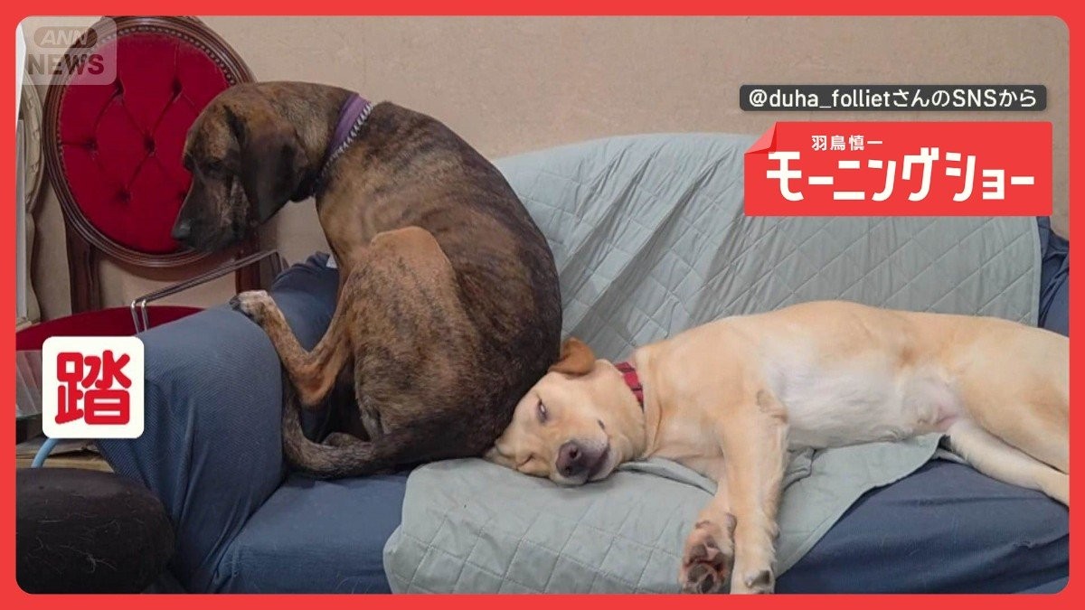 「どうしても座りたいワン」ソファの隅っこに割り込む犬　申し訳ない気持ちなの？