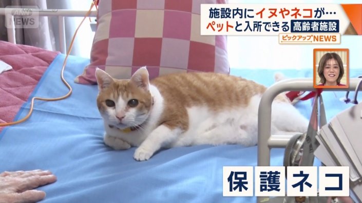 保護ネコ「ゆりっこ」