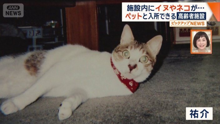 ネコの「祐介」