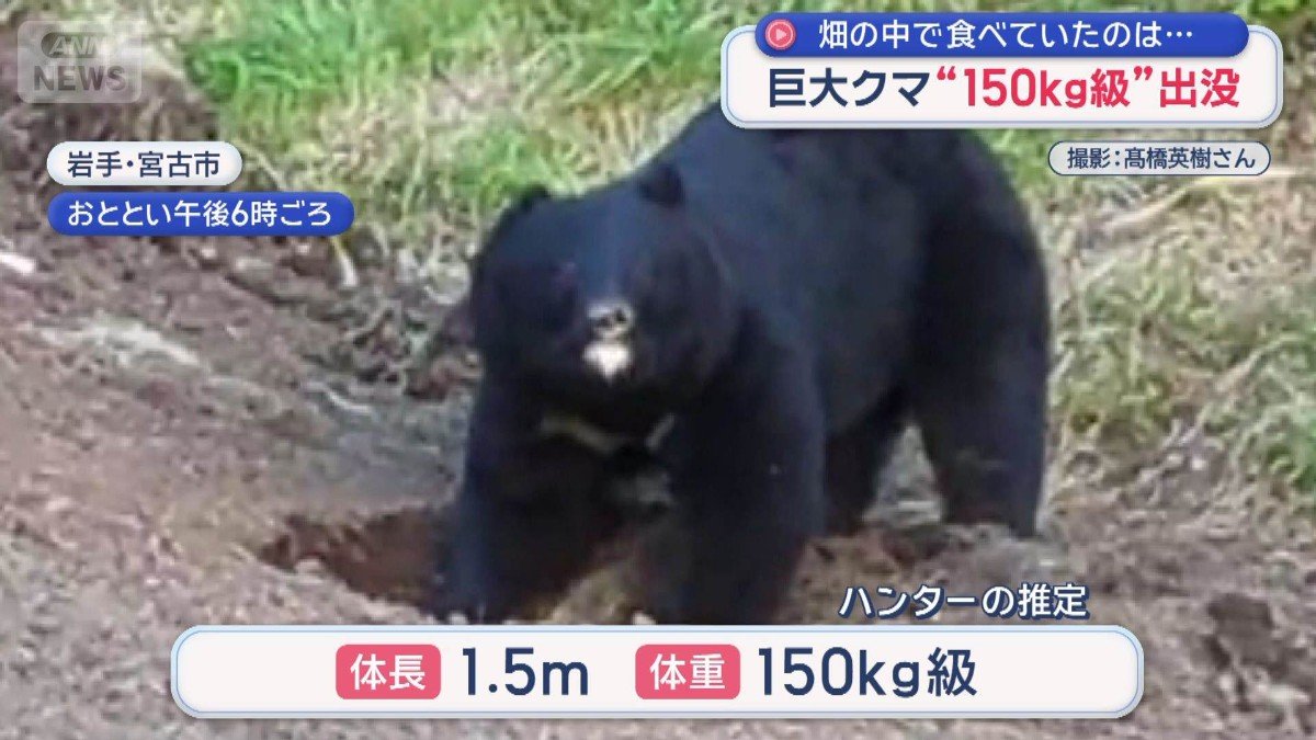 画像まとめ】岩手で“150キロ級”巨大ツキノワグマが出没