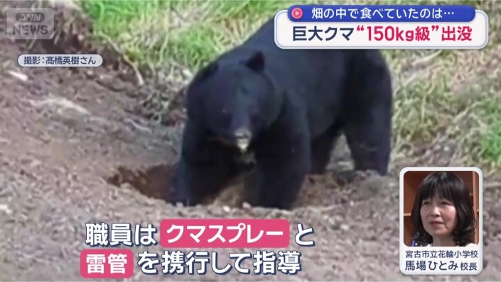 岩手で“150キロ級”巨大ツキノワグマが出没