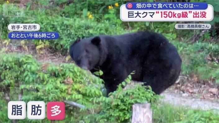 岩手で“150キロ級”巨大ツキノワグマが出没（テレ朝NEWS）｜dメニュー
