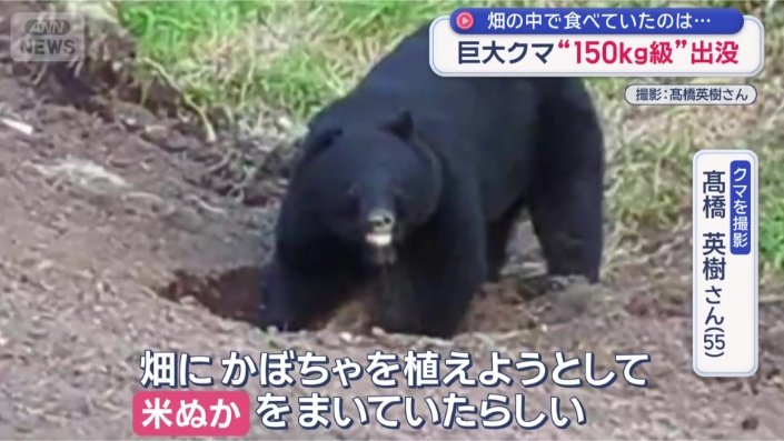 岩手で“150キロ級”巨大ツキノワグマが出没