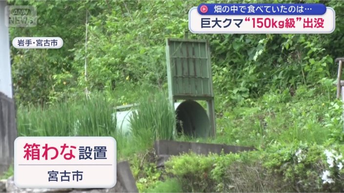 箱わなを設置