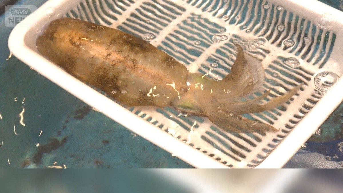 「王様」アオリイカが豊漁　甘くてコリコリ、例年の半値　2キロ超の大物も