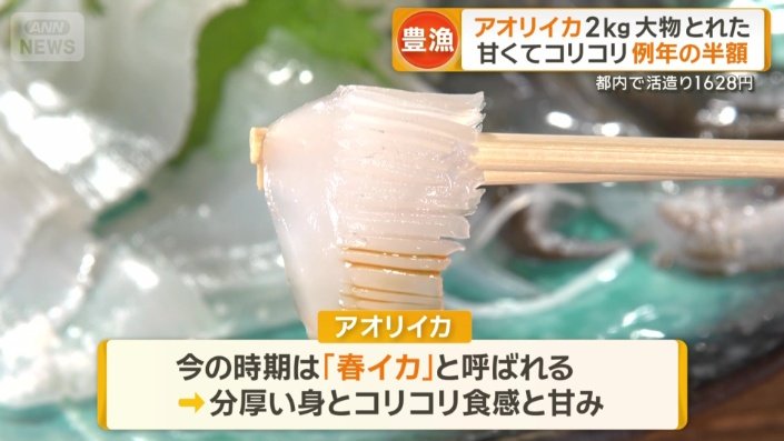 「春イカ」と呼ばれるアオリイカ