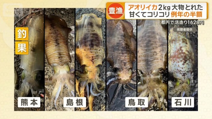 釣果の報告が相次ぐ