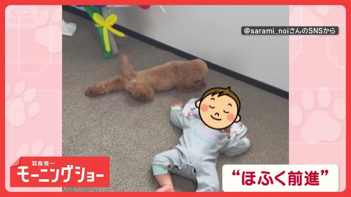そろ〜り接近！ほふく前進するワンちゃん　赤ちゃんを起こさないように気を使ってる？