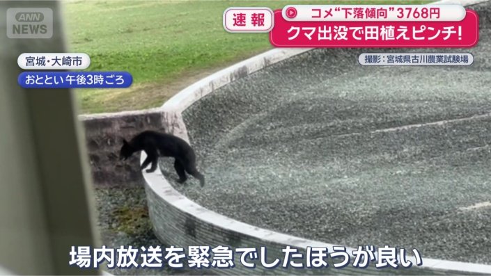 敷地内にクマが出没