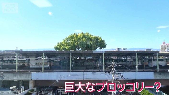 巨大なブロッコリー？