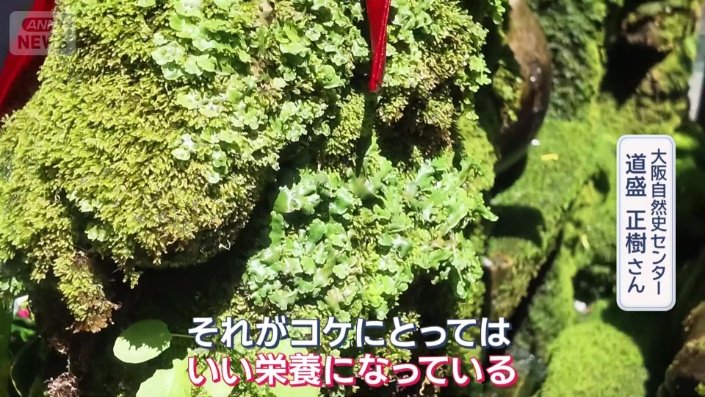 「コケにとってはいい栄養」
