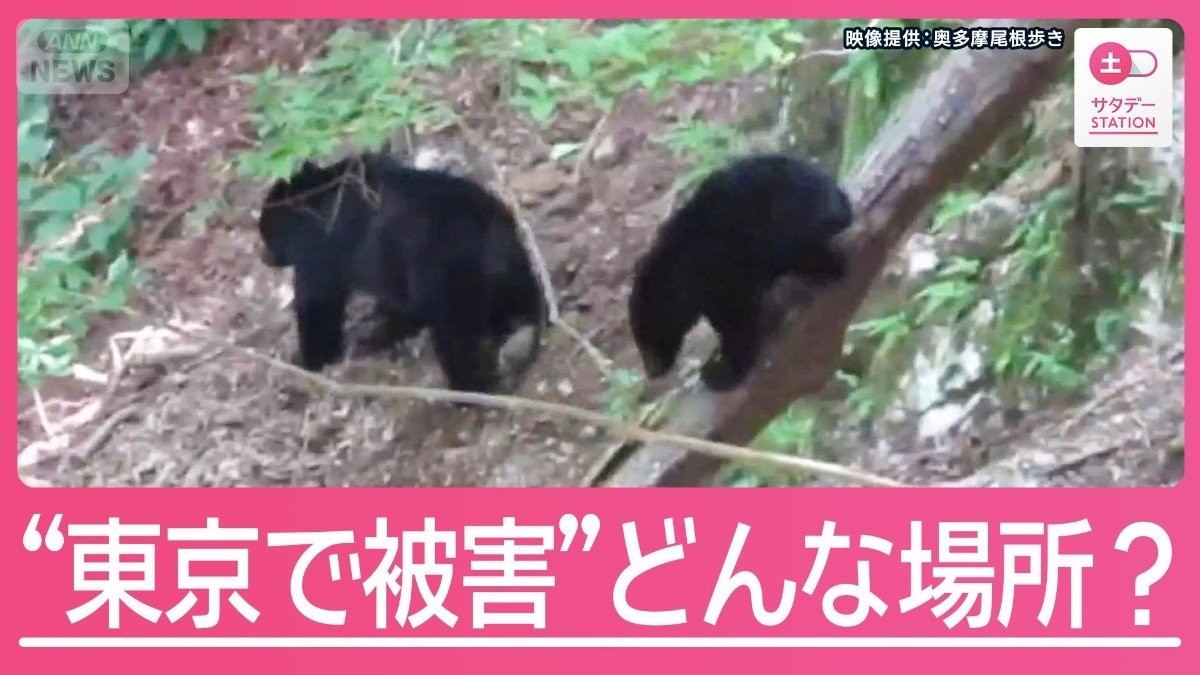 東京でもクマによる“人身被害”「登山者がかなり少ない場所」現地を映像から検証