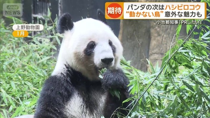 パンダ不在の上野動物園の新たな目玉は「動かない鳥」 ハシビロコウを