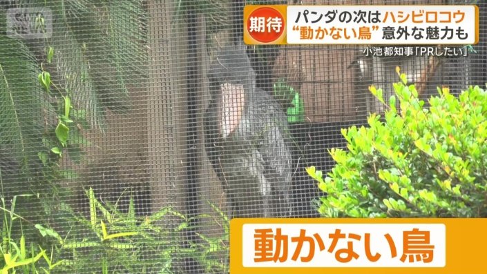 「動かない鳥」ハシビロコウ