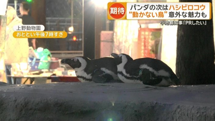 「夜のどうぶつえん」