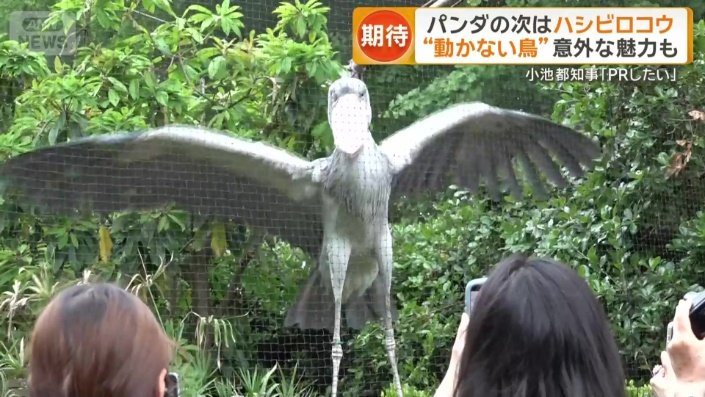 活発に飛んだり動いたりも