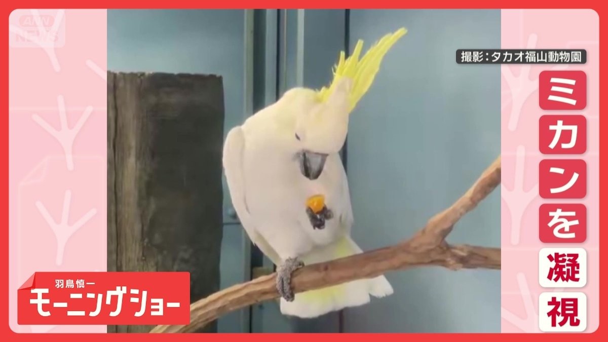 ミカンを見つめてフリーズするオウム　おくちパクパクしてるのに…え？食べないの？