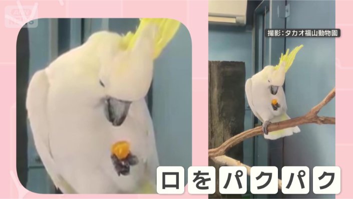 食べませんよ