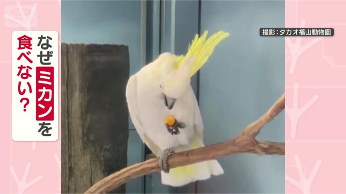 なぜ食べないの?