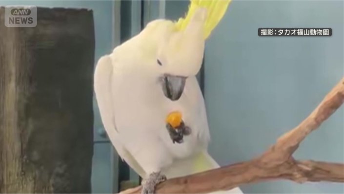 ミカンを凝視