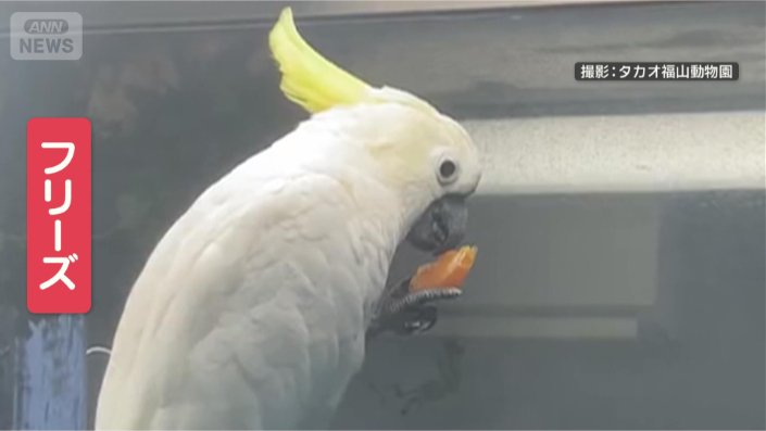 またまたミカンを凝視
