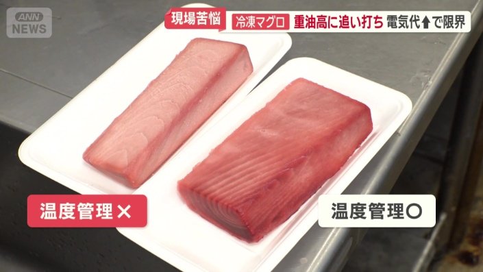 売り物のマグロと販売できなくなったマグロ