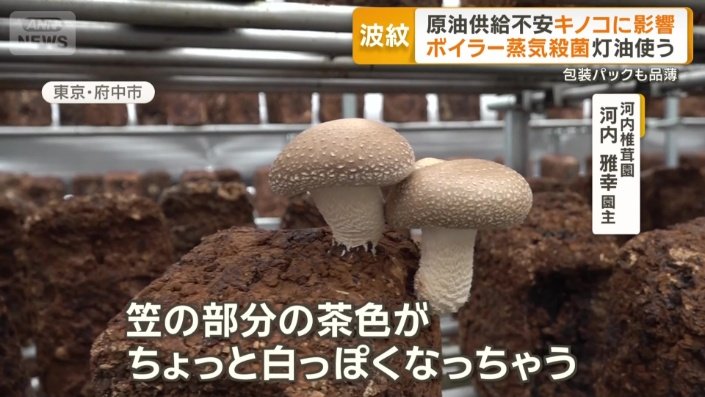 菌床栽培のシイタケ
