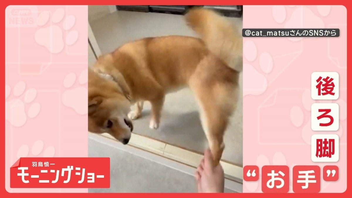 個性的だワン」まさかの後ろ脚！ 変わった“お手”をするワンちゃん なぜ