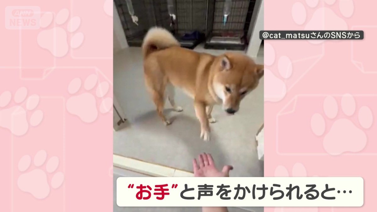 画像まとめ】「個性的だワン」まさかの後ろ脚！ 変わった“お手”をする