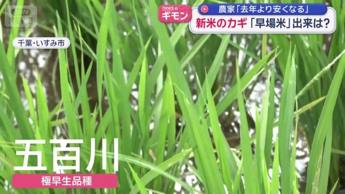 早場米「五百川」