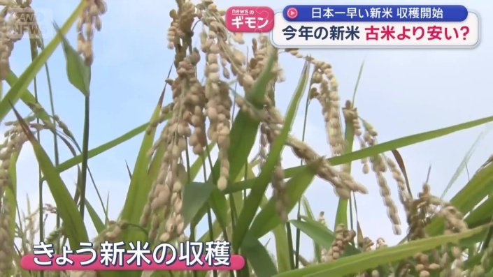 日本一早い新米の収穫