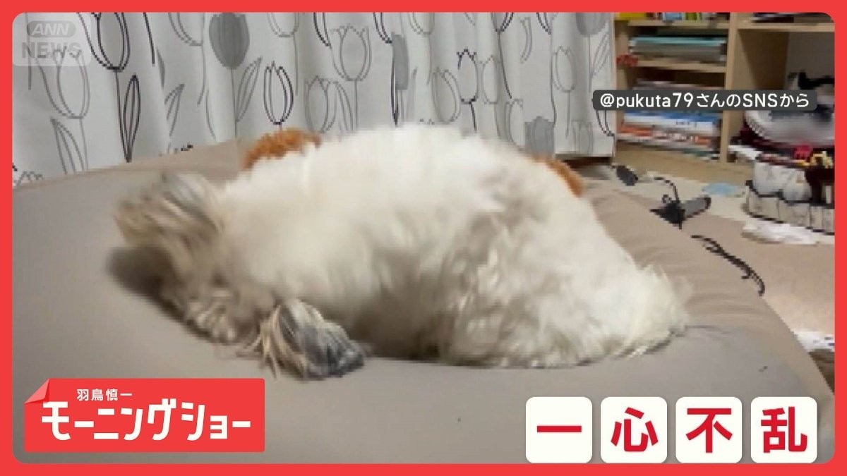 一心不乱だワン　「ここ掘れ」からの電池切れ…一瞬でパタリ犬　疲れて寝ちゃったの？
