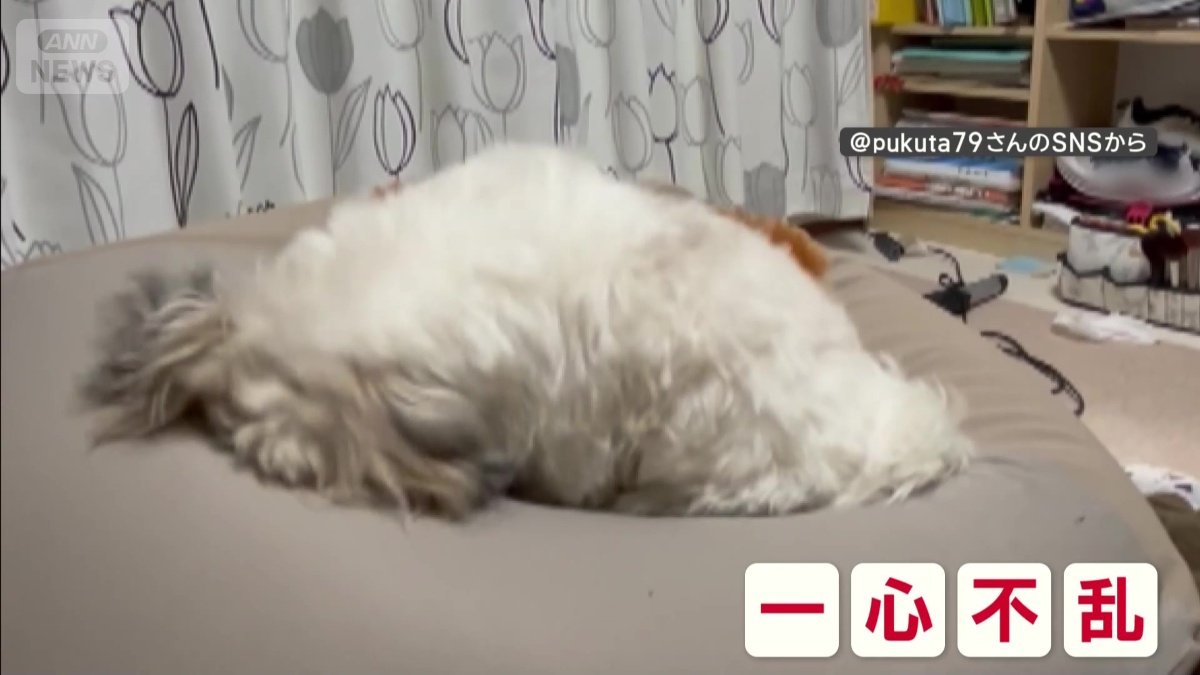ここ掘れワンワン！
