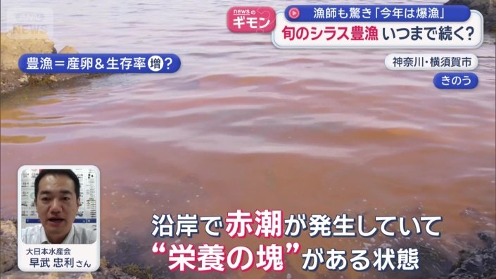 赤潮はシラスにとっては“栄養の塊”
