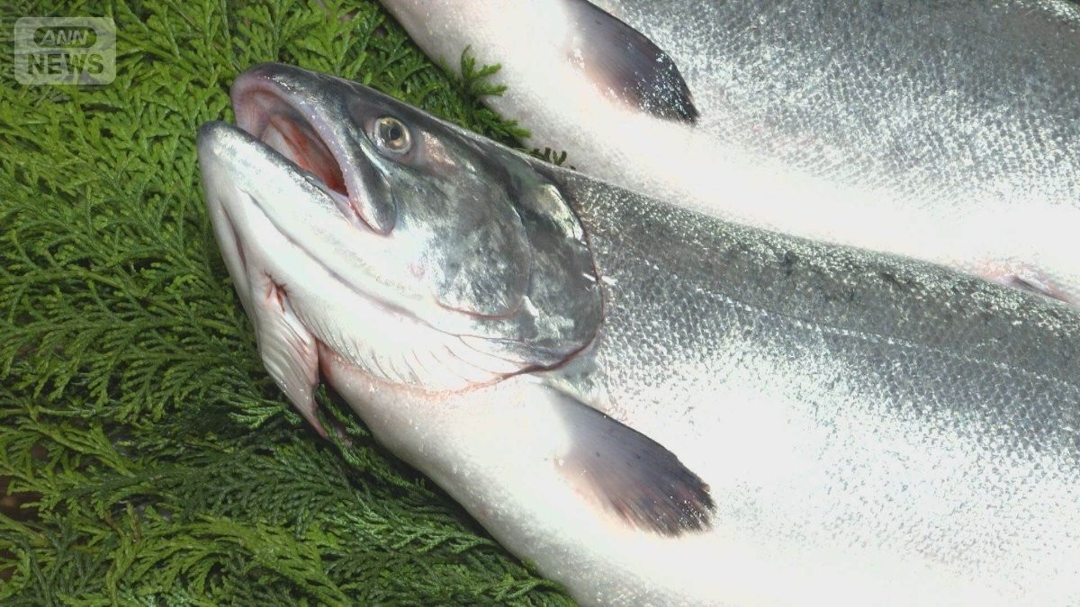 国産養殖サーモンに熱い視線　輸入モノに対抗　価格は同水準に　海外企業も参入