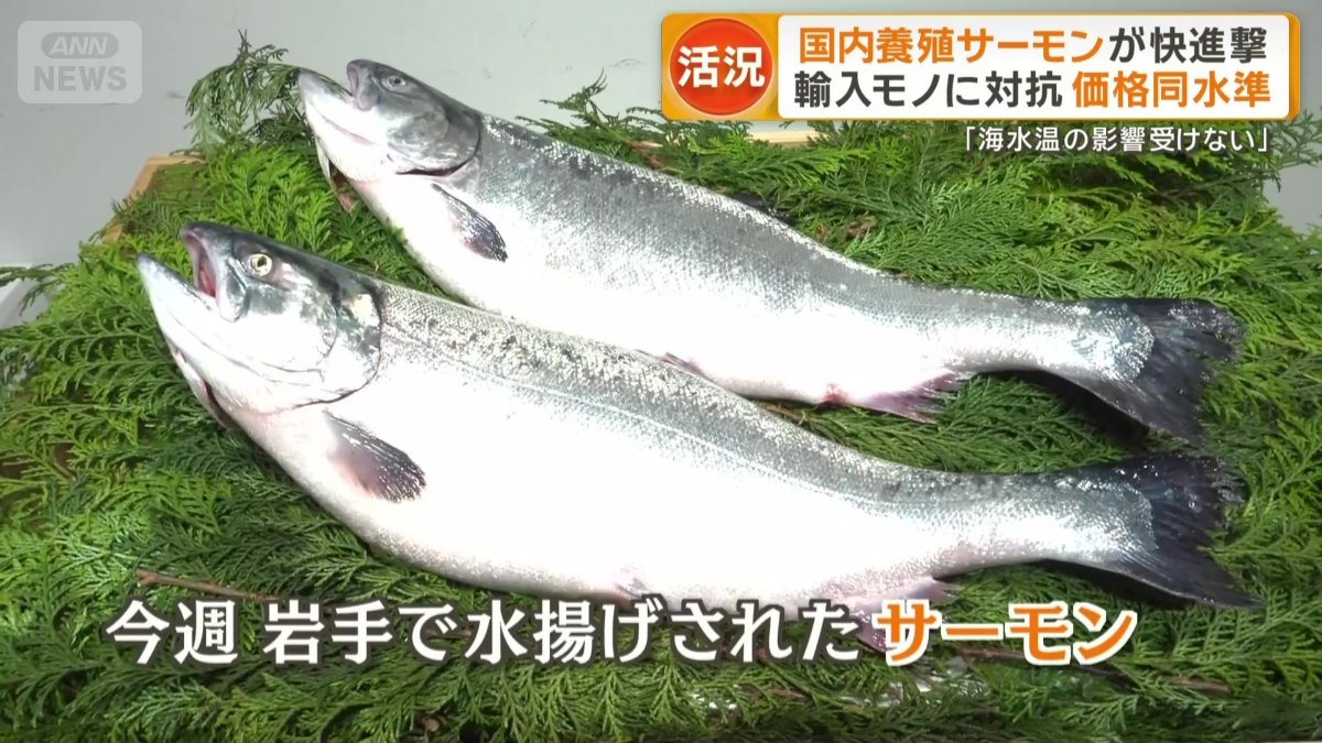 今週 岩手で水揚げされたサーモン