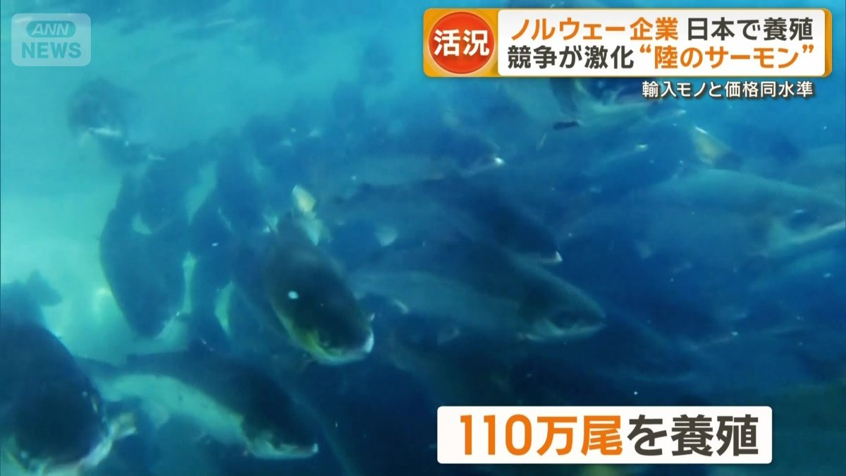施設全体で110万尾を養殖