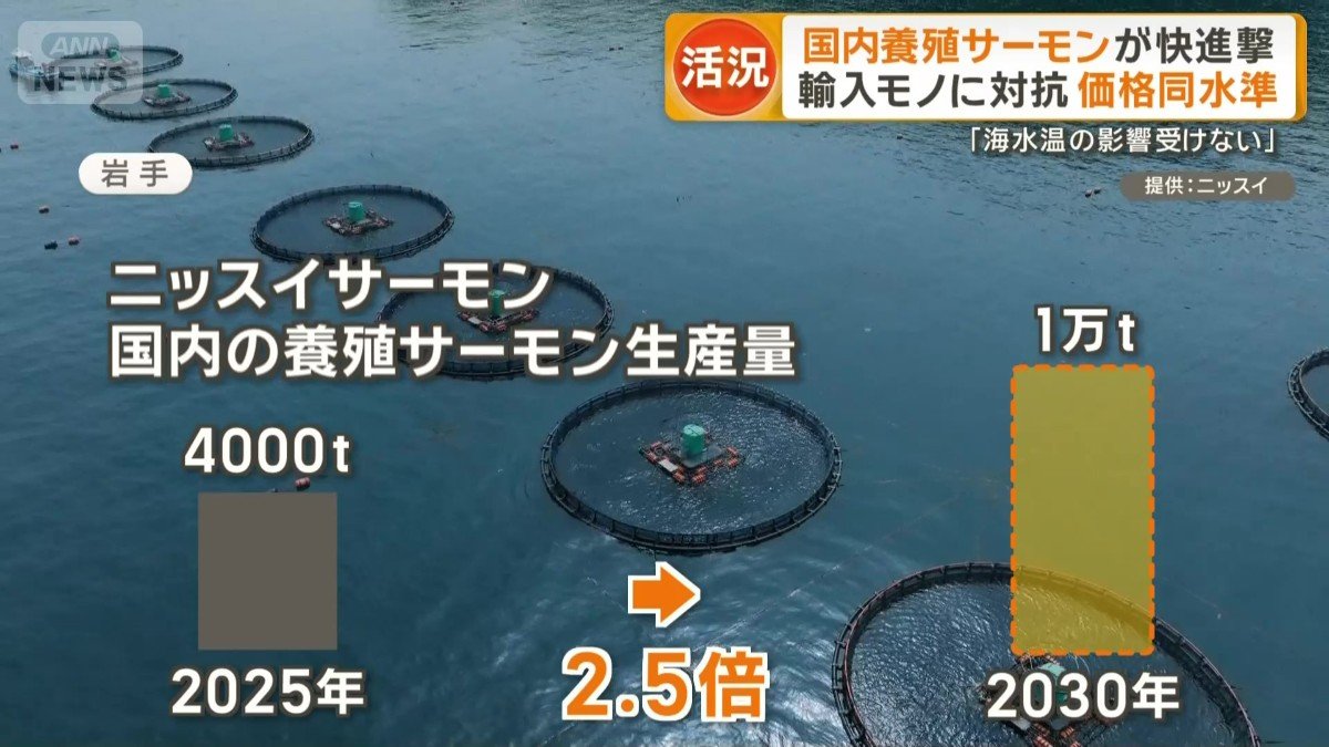 ニッスイサーモン　国内養殖サーモンの生産量