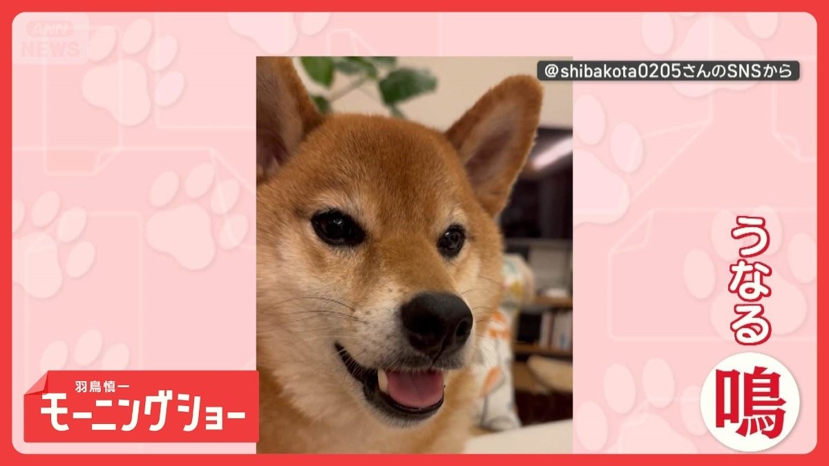 気持ちをわかってほしい…　さまざまな鳴き声で訴えるワンちゃん　お望みは何？　