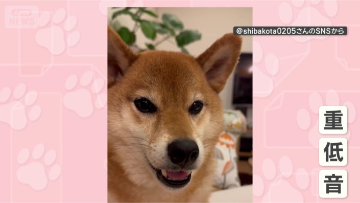 わかってほしいワン