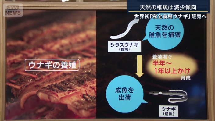 ウナギの養殖