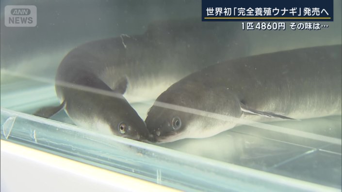 ウナギ