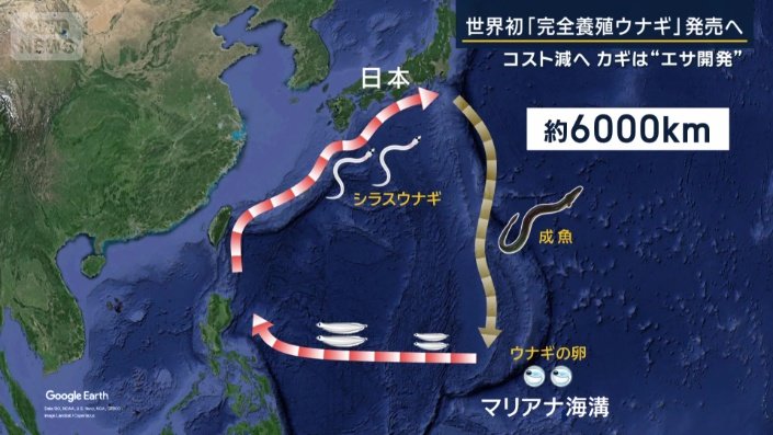 ウナギの生態