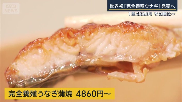完全養殖うなぎ蒲焼