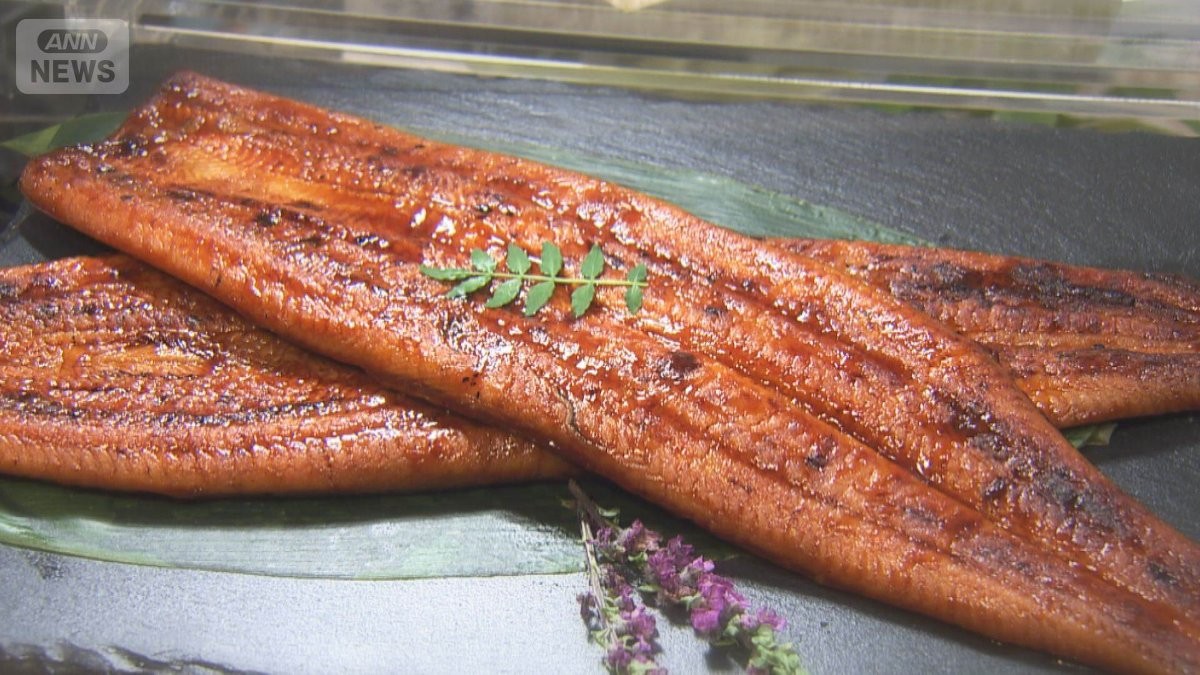 夢の完全養殖ウナギ4860円で販売　脂さっぱり＆やわらかな身　卵30万個から1000匹育つ