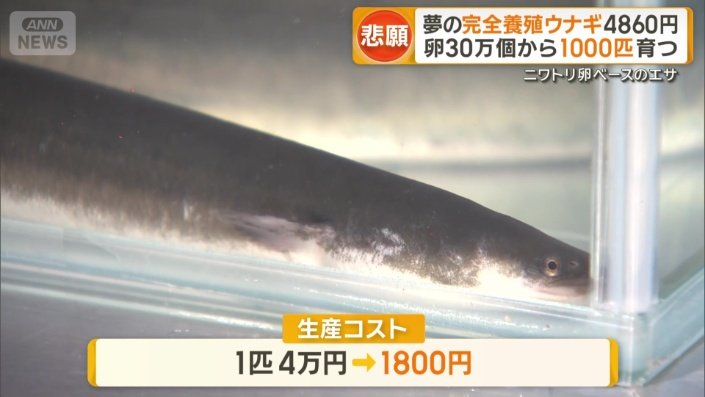 生産コストは1匹4万円から1800円に
