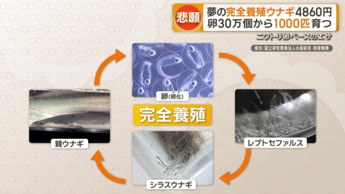 完全養殖