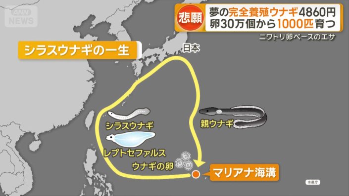 シラスウナギの一生
