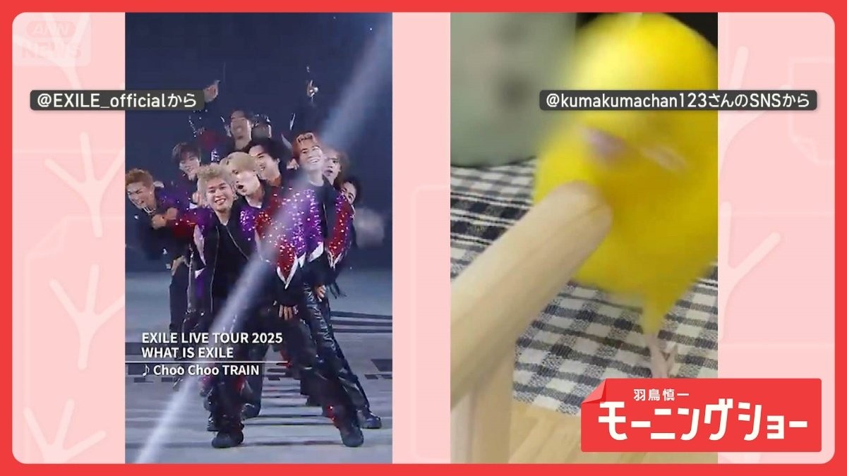 「頭回ります」　ときめき届ける！？　Choo Choo インコさん　パフォーマンスしてる？